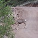Robert Deer Photo 12