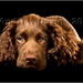 William Westcott Photo 18
