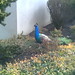 Michelle Peacock Photo 40