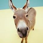 David Waldron Photo 43