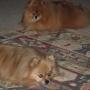 Cindy Reece Photo 18