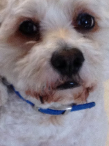 Michele Colombo Photo 5