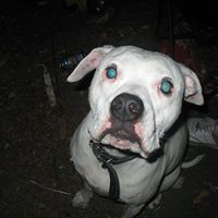 Dennis Armstrong Photo 6