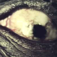 Julie Campion Photo 4