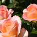 Rose Ross Photo 41