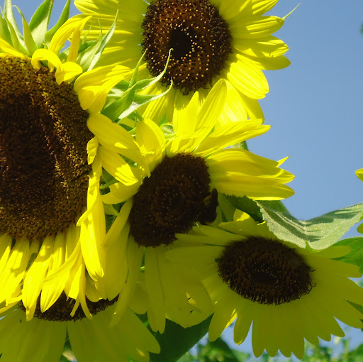 Pamela Tilley Photo 27