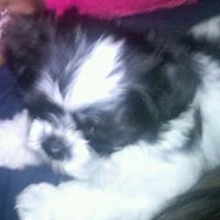 Toni Vaughn Photo 20