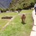 Cara Segui Photo 9