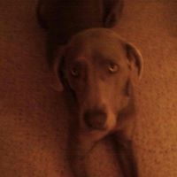 Denise Shafer Photo 5