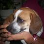 Dana Spaulding Photo 10