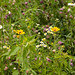Elizabeth Varga Photo 36