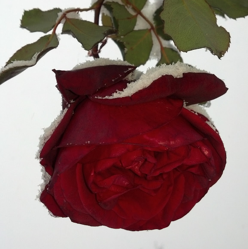 Karen Reed Photo 20 Karen Reed Photo 20