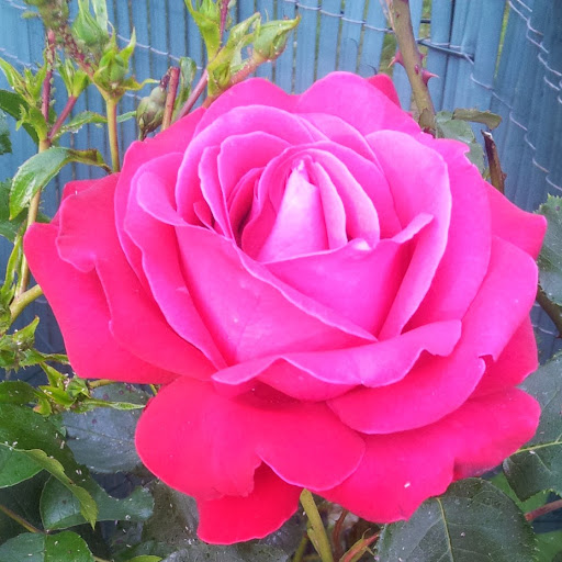 Alison Klein Photo 29