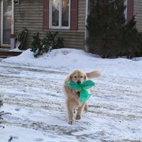 Robert Goulding Photo 36 Robert Goulding Photo 36