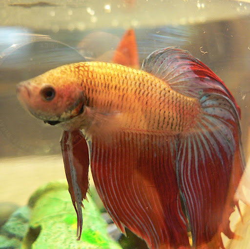 Scott O'Brien Photo 10