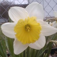 Renee Harvey Photo 11