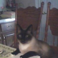 Lois Greene Photo 16