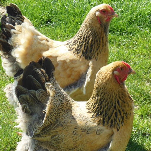 Meghann Myers Photo 12