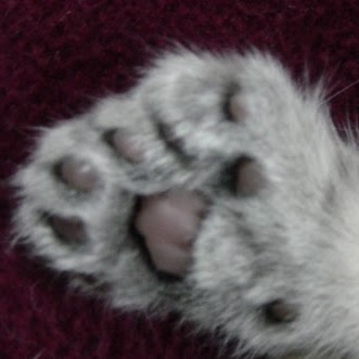 Pamela Barron Photo 33 Pamela Barron Photo 33