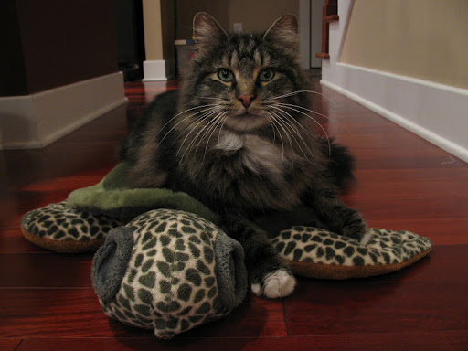 Allison Siegel Photo 19