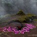 Dawn Harvey Photo 29