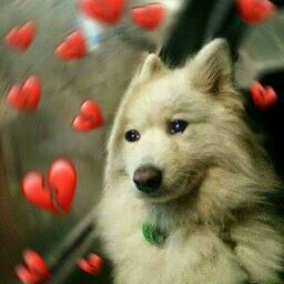 John Noble Photo 17 John Noble Photo 17