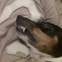 Jonathan Crisp Photo 6