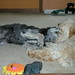 Peggy Bailey Photo 7