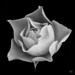Rose Stark Photo 22