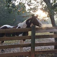 Cindy Singletary Photo 10