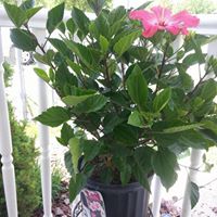 Deborah Perdue Photo 8