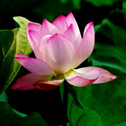 Jun Gu Photo 38