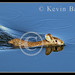 Kevin Barry Photo 30
