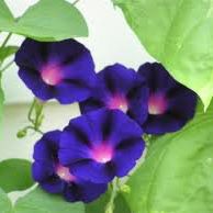 Nancy Dietz Photo 20