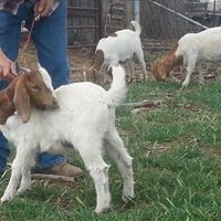 Norman Nichols Photo 3