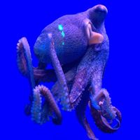 Tracey Mcconnell Photo 22