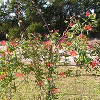 Jeannie Cook Photo 24
