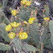 Cheryl Summers Photo 23