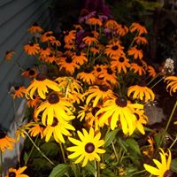 Janet Aldrich Photo 21