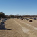 Horace Adams Photo 13