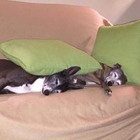 Michele Toller Photo 10