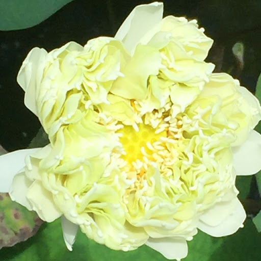 Chau Huynh Photo 34