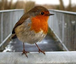 Barbara Higgins Photo 29