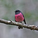 Robin Pink Photo 18