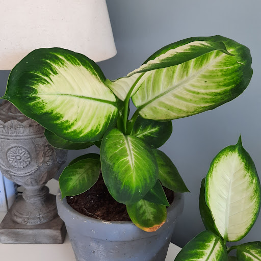 Debbie Sinclair Photo 13