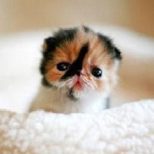 Michele Waldron Photo 5