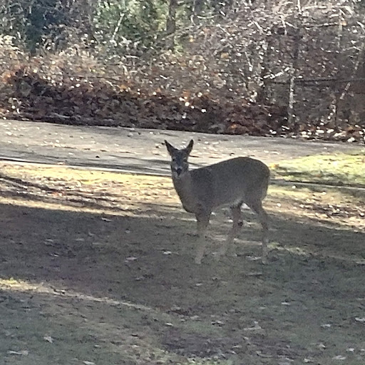 Mary Calabrese Photo 19