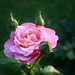 Rose Kauffman Photo 10