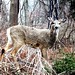 Christopher Hays Photo 41