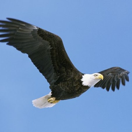 Ronald Springer Photo 31